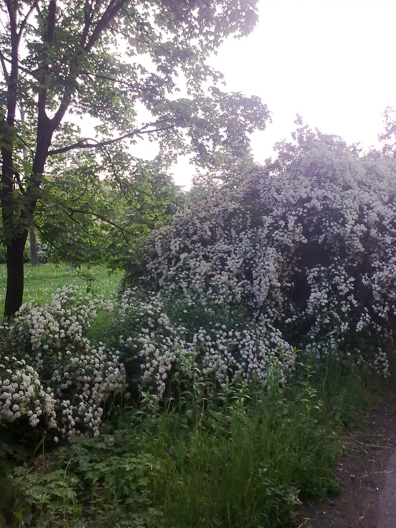 Obraz0410